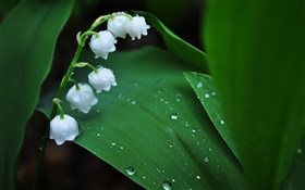 flores blancas, hojas verdes, las gotas de agua