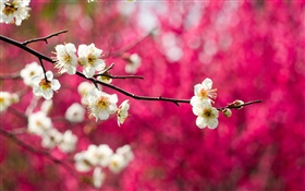 Blanca flor de ciruelo flores, ramas, primavera, fondo rojo