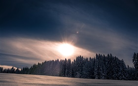 Invierno, nieve, bosque, árboles, puesta del sol