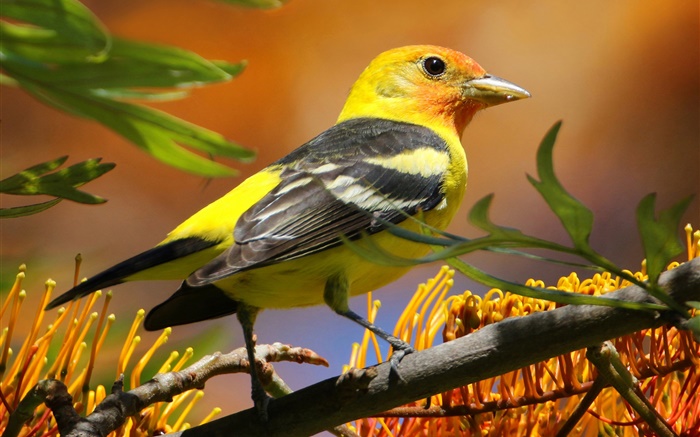 plumas negras amarillas del pájaro, pico, rama, hojas Fondos de pantalla, imagen