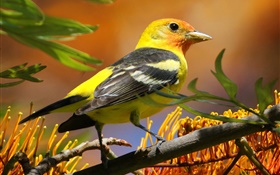 plumas negras amarillas del pájaro, pico, rama, hojas HD fondos de pantalla