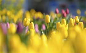 tulipanes amarillos, flores, primavera, desenfoque HD fondos de pantalla