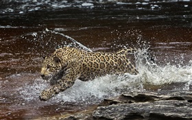 río Amazonas, depredador, el jaguar se ejecuta en el agua HD fondos de pantalla