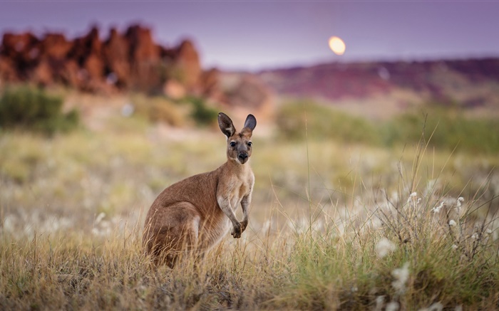 Australia, canguro, hierba Fondos de pantalla, imagen