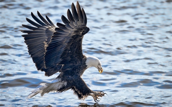 Vuelo del águila calva, las alas, la pesca, el agua Fondos de pantalla, imagen