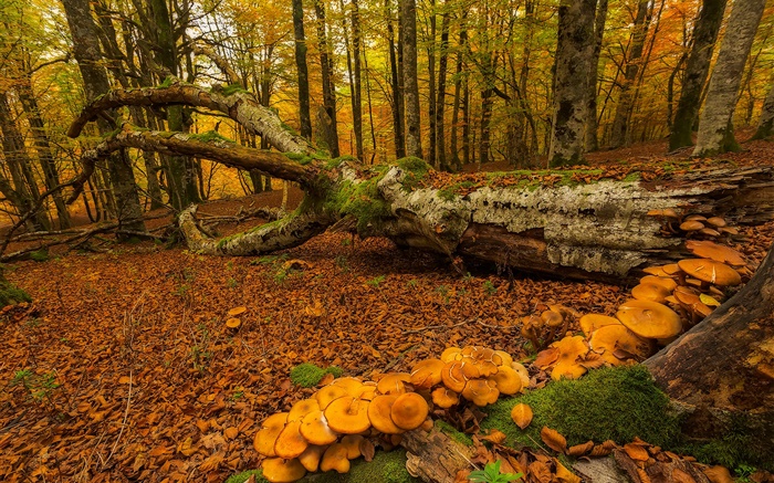 País Vasco, España, bosque, árboles, setas, otoño Fondos de pantalla, imagen