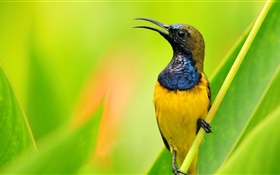 Bird primer plano, plumas amarillas azules, fondo verde