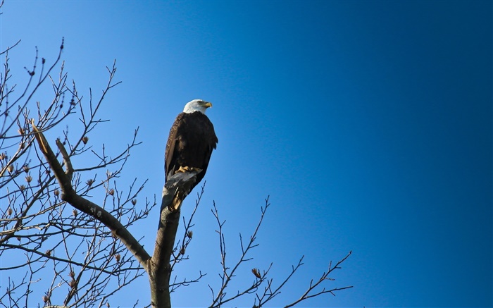Pájaros, águila en árbol, cielo azul Fondos de pantalla, imagen