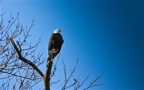 Pájaros, águila en árbol, cielo azul
