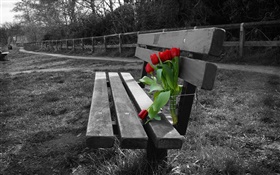 foto blanco y negro, banco, flores de tulipán rojo HD fondos de pantalla