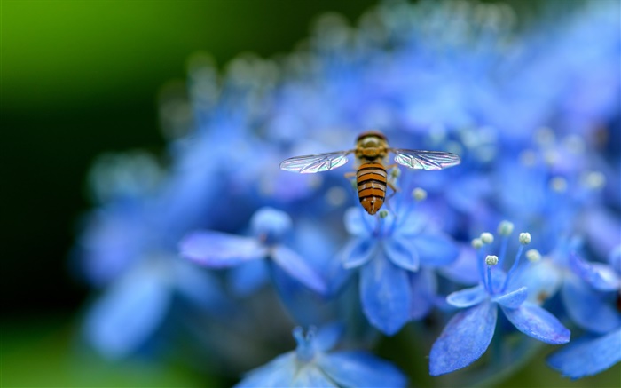 flores de hortensia azul, insecto, abeja Fondos de pantalla, imagen