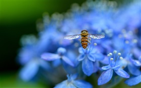 flores de hortensia azul, insecto, abeja HD fondos de pantalla