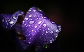 flores de color azul púrpura, pétalos, gotas de agua, fondo negro