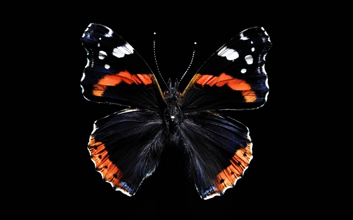 alas de mariposa hermosas, fondo negro Fondos de pantalla, imagen