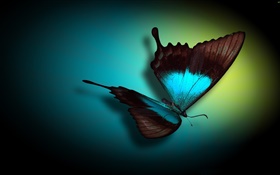 Primer de la mariposa, azul, negro, luz HD fondos de pantalla