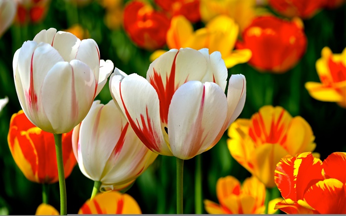 pétalos de colores, rojo, naranja, blanco, tulipanes, flores Fondos de pantalla, imagen