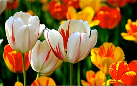 pétalos de colores, rojo, naranja, blanco, tulipanes, flores