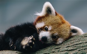 Rojo lindo panda, madera, árbol HD fondos de pantalla