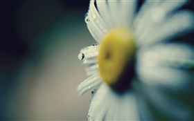 Daisy primer plano, flor, pétalos, rocío HD fondos de pantalla