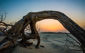 Desierto, puesta del sol, arena, madera muerta, el anochecer HD fondos de pantalla
