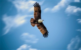 vuelo del águila, cielo azul, alas