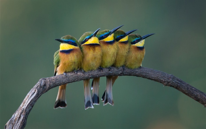 Cinco pájaros lindos que se colocan en la rama de un árbol Fondos de pantalla, imagen