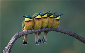 Cinco pájaros lindos que se colocan en la rama de un árbol
