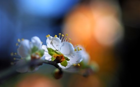 Flores en el jardín, pétalos blancos, llamarada, primavera, bokeh HD fondos de pantalla