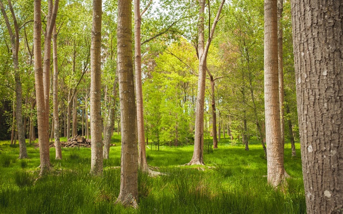 Bosque, árboles, hierba, verano Fondos de pantalla, imagen
