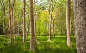 Bosque, árboles, hierba, verano HD fondos de pantalla