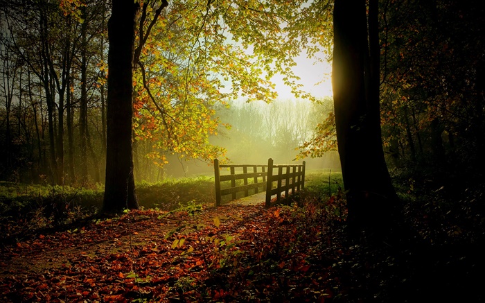 Bosque, árboles, hojas, camino, puente, luz del sol, la niebla Fondos de pantalla, imagen