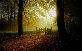 Bosque, árboles, hojas, camino, puente, luz del sol, la niebla