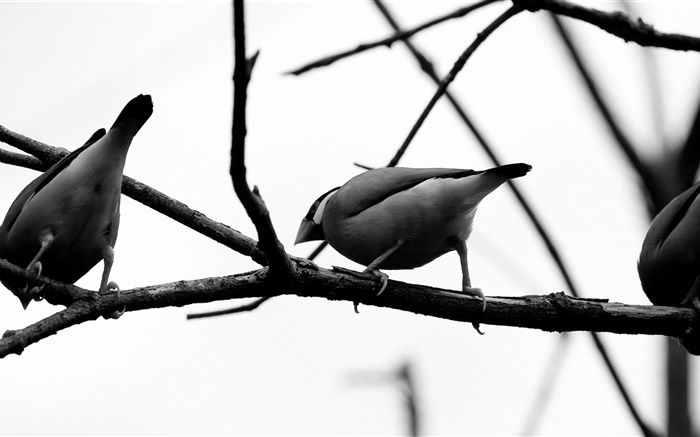 pájaros grises, rama de árbol Fondos de pantalla, imagen