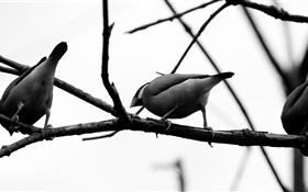 pájaros grises, rama de árbol