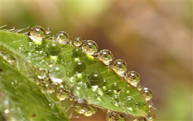 Macro de la hoja verde, las gotas de agua