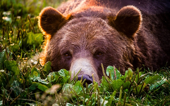Grizzly primer plano, oso, cara, el descanso Fondos de pantalla, imagen