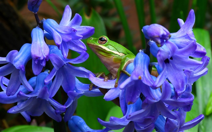 Jacinto, flores de color azul, la rana de árbol Fondos de pantalla, imagen