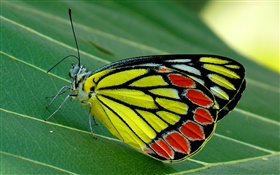 mariposa macro de insectos, polilla, hoja verde HD fondos de pantalla