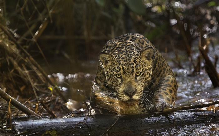 Jaguar primer plano, depredador, Amazonia Fondos de pantalla, imagen
