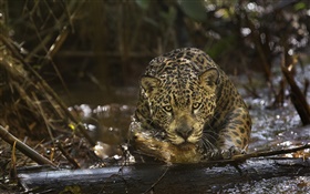 Jaguar primer plano, depredador, Amazonia