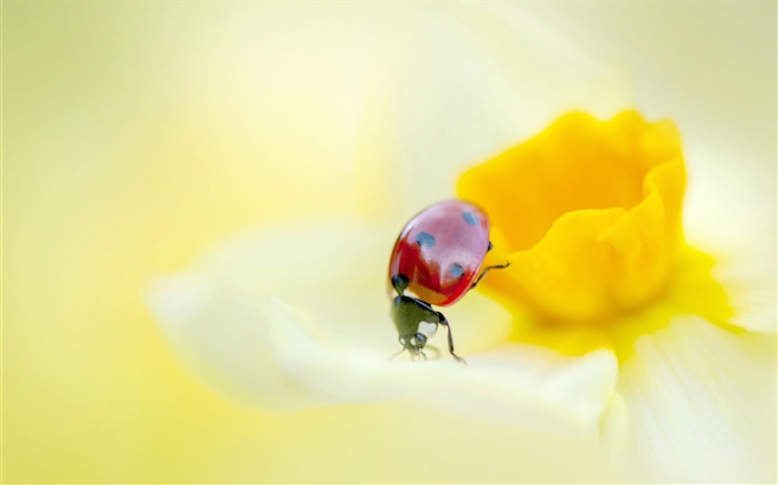 Mariquita, insectos, flores, pétalos de color amarillo Fondos de pantalla, imagen