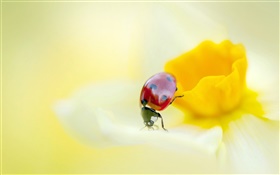 Mariquita, insectos, flores, pétalos de color amarillo