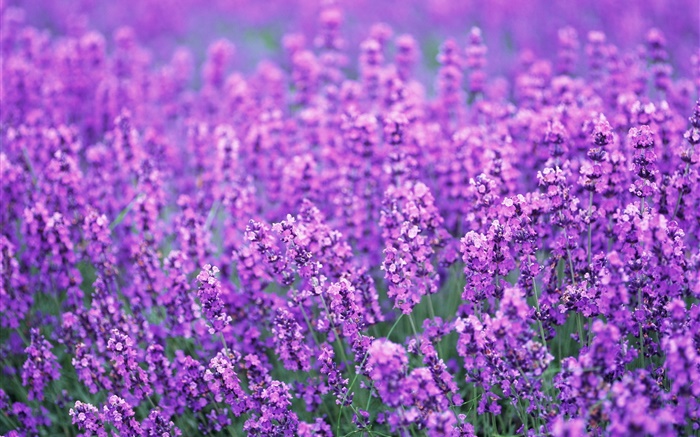 campo de flores de lavanda, del mundo púrpura, verano Fondos de pantalla, imagen