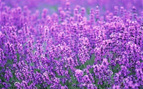 campo de flores de lavanda, del mundo púrpura, verano