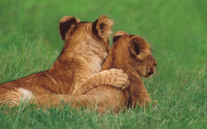 Cachorros de león, hierba Fondos de pantalla, imagen