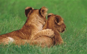 Cachorros de león, hierba