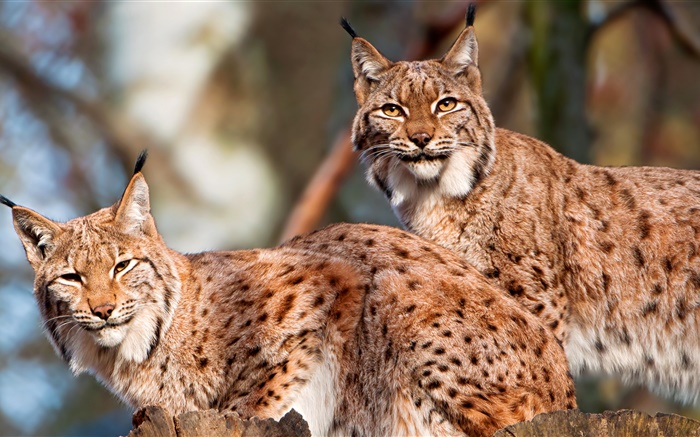 Lynx, par, gato salvaje Fondos de pantalla, imagen