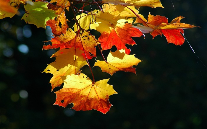 Las hojas de arce de cerca, otoño, fondo negro Fondos de pantalla, imagen