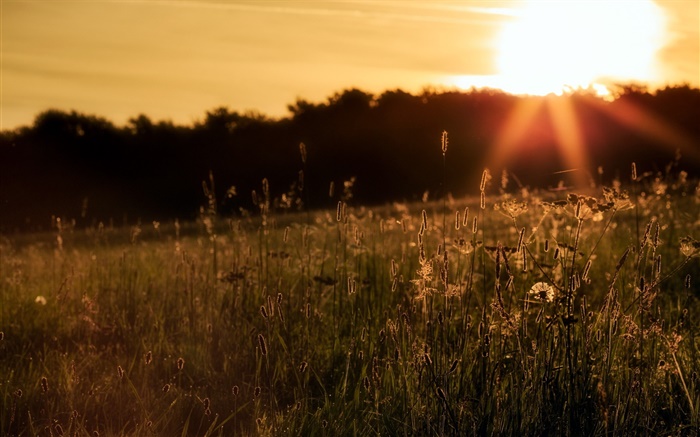 Naturaleza, la hierba, la puesta del sol Fondos de pantalla, imagen