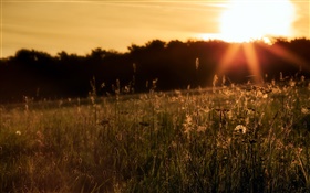 Naturaleza, la hierba, la puesta del sol HD fondos de pantalla